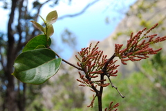 Antidesma platyphyllum