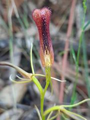 Cryptostylis hunteriana