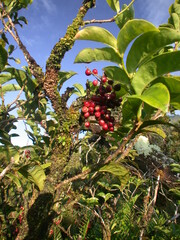 Antidesma platyphyllum