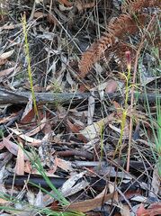 Cryptostylis hunteriana