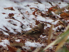Fringilla montifringilla