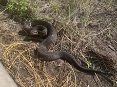 Agkistrodon piscivorus