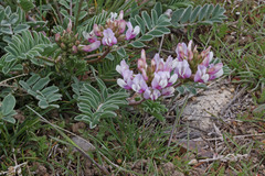 Astragalus cibarius