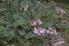 Astragalus cibarius