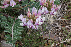 Astragalus cibarius