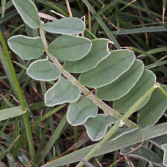 Astragalus cibarius