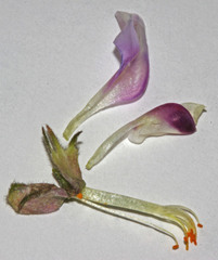 Astragalus cibarius