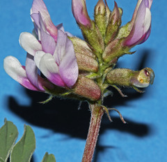 Astragalus cibarius