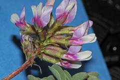 Astragalus cibarius