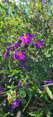 Solanum parishii