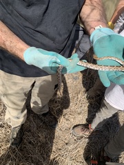 Pantherophis emoryi