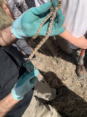 Pantherophis emoryi