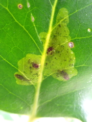 Phytomyza ilicis
