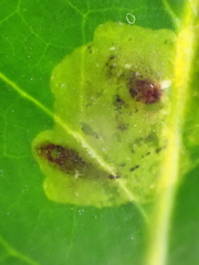 Phytomyza ilicis