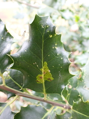 Phytomyza ilicis