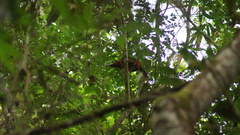 Selenidera maculirostris