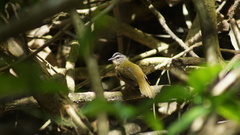 Myiothlypis rivularis