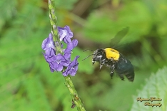 Xylocopa aestuans