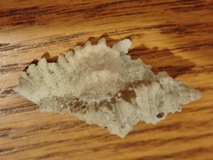 Chicoreus florifer