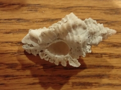 Chicoreus florifer