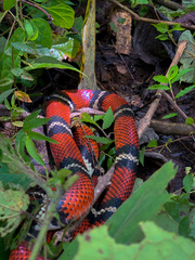 Lampropeltis abnorma