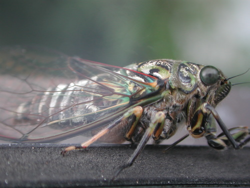 Chorus Cicada photo 4