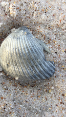 Noetia ponderosa