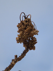 Zanthoxylum ailanthoides