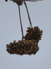 Zanthoxylum ailanthoides