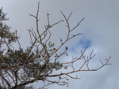 Zanthoxylum ailanthoides