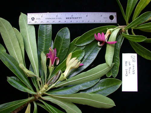 Sclerotheca longistigmata observed 2003-11-25