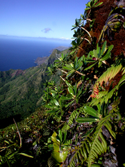 Sclerotheca longistigmata