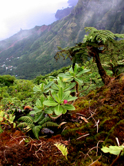 Sclerotheca longistigmata