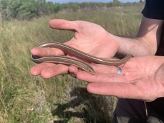 Ophisaurus attenuatus