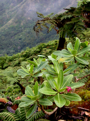 Sclerotheca longistigmata