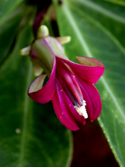 Sclerotheca longistigmata