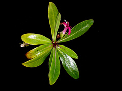 Sclerotheca longistigmata