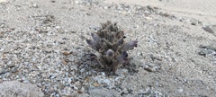 Aphyllon cooperi cooperi