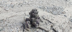 Aphyllon cooperi cooperi