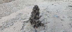 Aphyllon cooperi cooperi