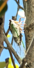 Arunta interclusa