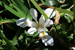 Iris fernaldii