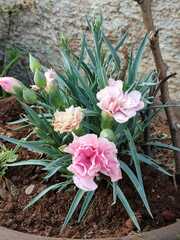Dianthus caryophyllus