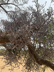 Psittacanthus sonorae