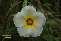 Turnera subulata