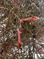 Psittacanthus sonorae