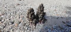 Aphyllon cooperi cooperi