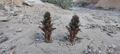 Aphyllon cooperi cooperi