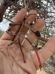 Psittacanthus sonorae