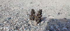 Aphyllon cooperi cooperi